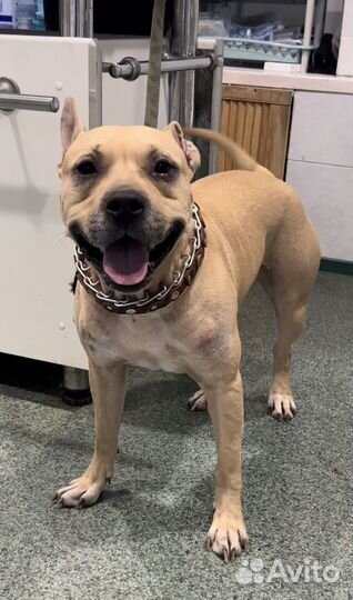 Стафф в добрые руки