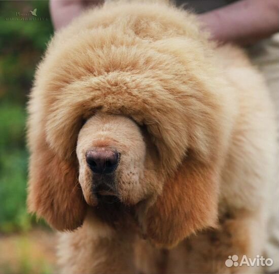 Тибетский мастиф