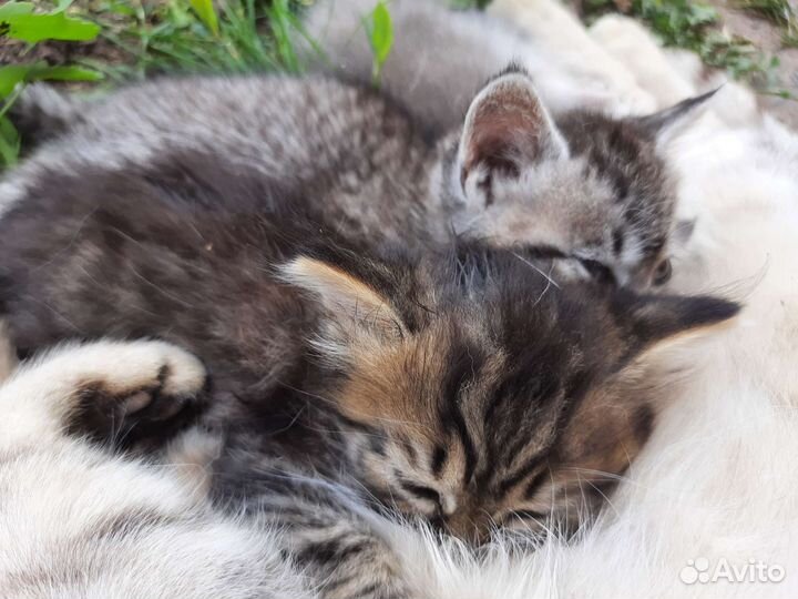 Котята в добрые руки