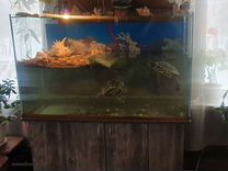 Аквариум-черепашник с красноухими черепахами