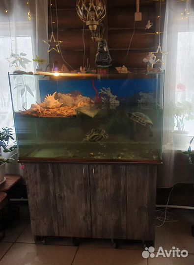 Аквариум-черепашник с красноухими черепахами