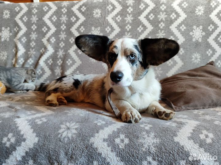 Передержка собак в частном доме