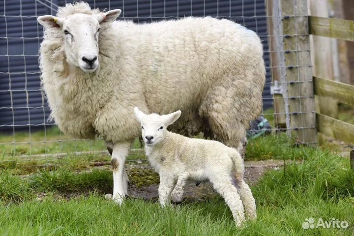 Телочка, овцы, бараны, ягнята