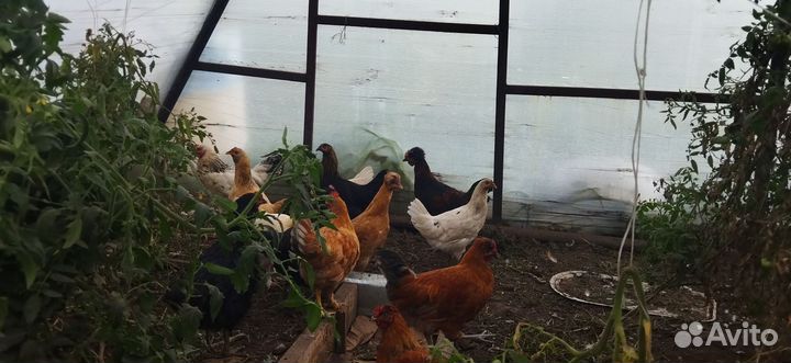 Куры молодки