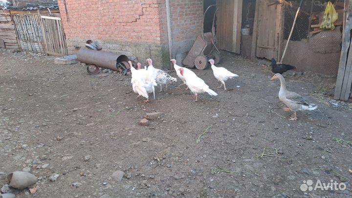 Индюки домашние