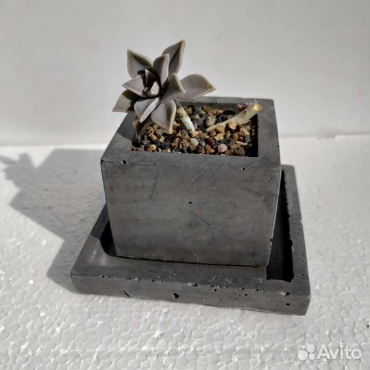 Кактусы и суккуленты а бетонных горшках