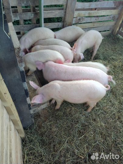 Поросенок ландрас