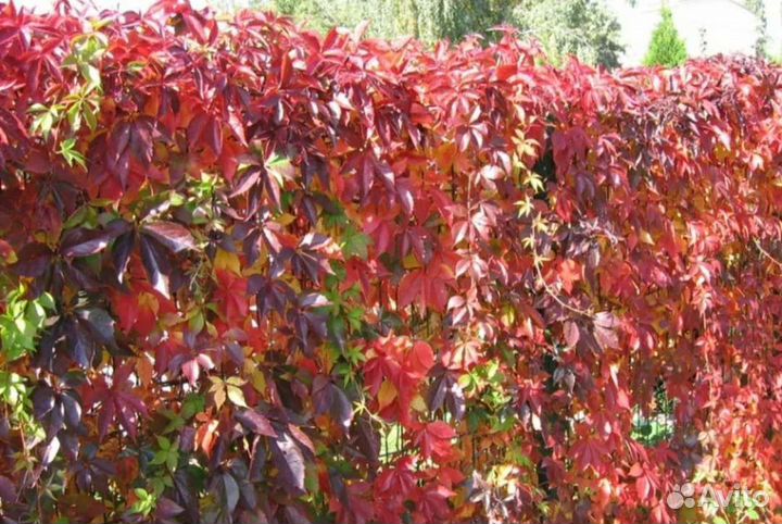 Девичий виноград