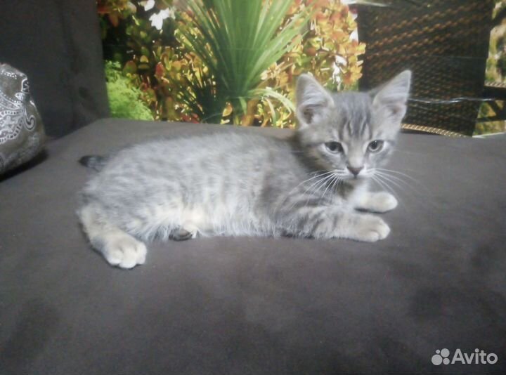 Котята в добрые руки приучены к лотку