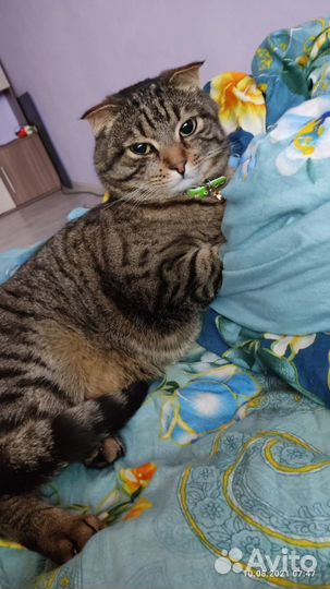 Британский вислоухий кот