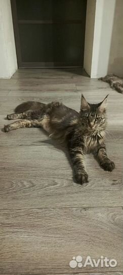 Котята мейкуны