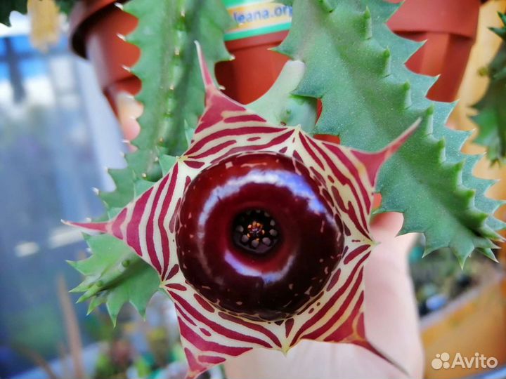 Суккуленты