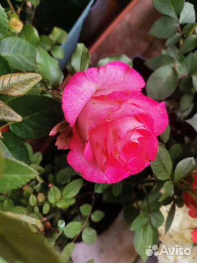 Семена, рассада, Саженцы, розы садовые