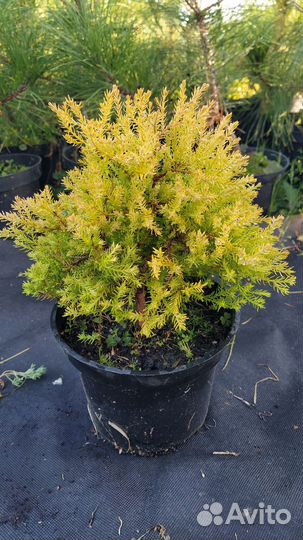 Туя западная 