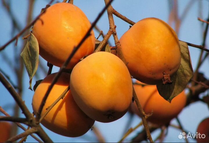 Саженцы крупной морозостойкой Хурмы Говерла