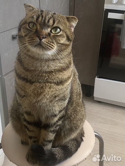 Британский вислоухий кот