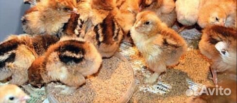 Комбикорм для цыплят