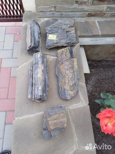 Окаменелое дерево