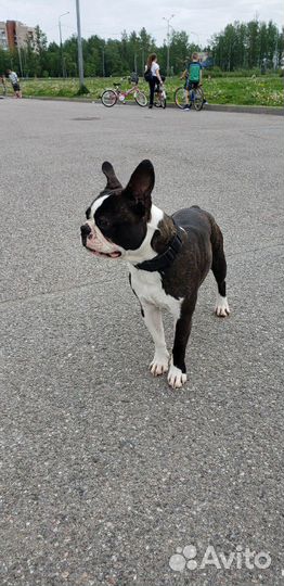 Бостон Терьер для вязок