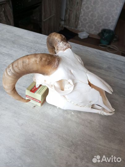 Череп барана