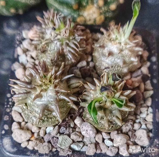 Pachypodium Densiflorum x Brevicaule - Пахиподиум