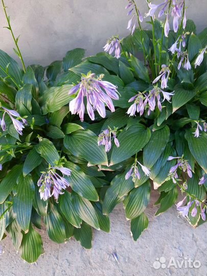 Колокольчик, хосты, хризантемы