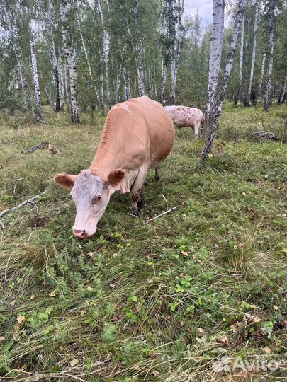 Телята бычки коровы