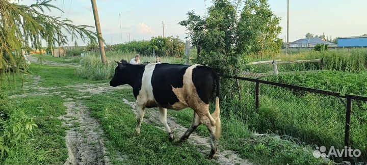 Телка 1.5 года
