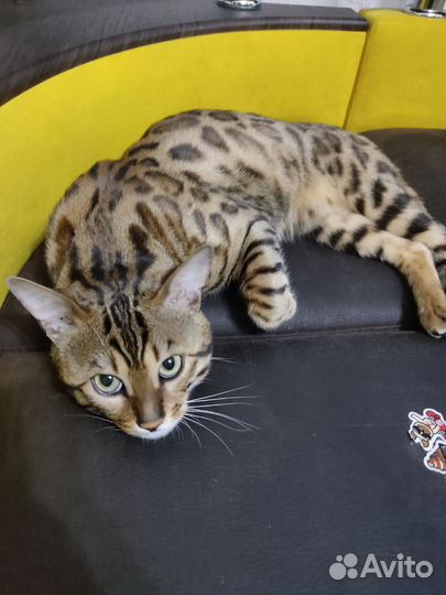 Бенгальский кот вязка