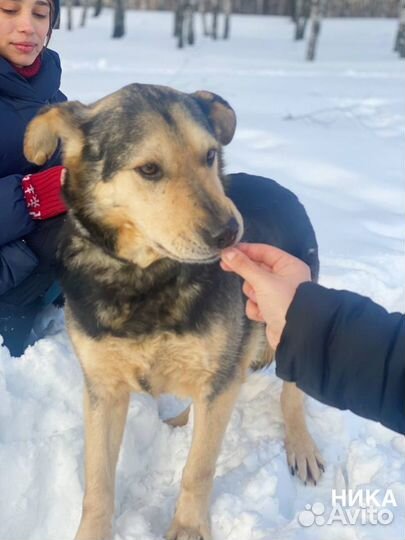 Собака в добрые руки