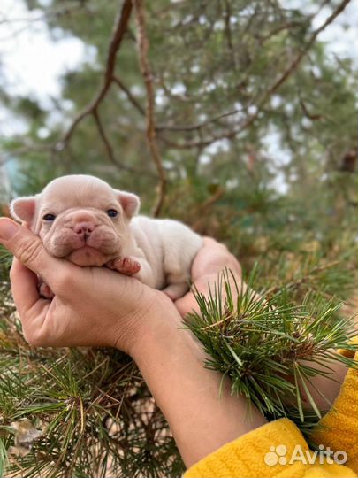 Щенки французский бульдог