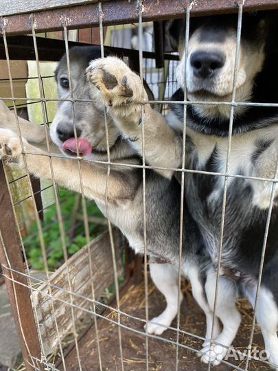 Щенки метисы