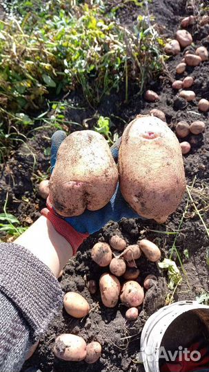 Картофель Сынок, Гулливер.Иван Да Марья