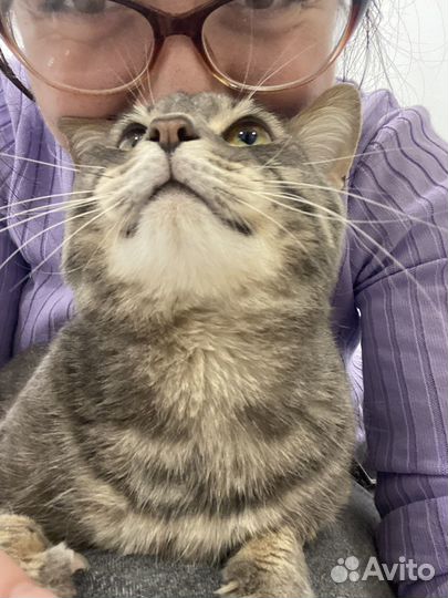 Котик в добрые руки