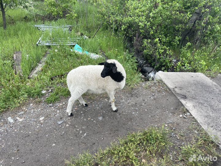 Бараны дорпер