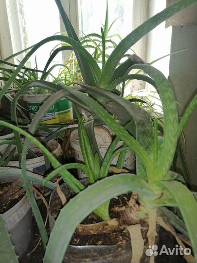 Лечебные комнатные растения