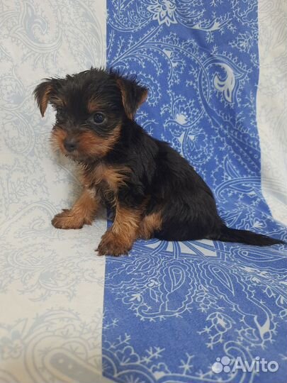 Йоркширский терьер щенки девочки