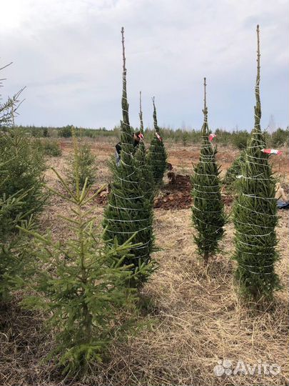 Саженцы оптом, сосна/ель/береза с зкс