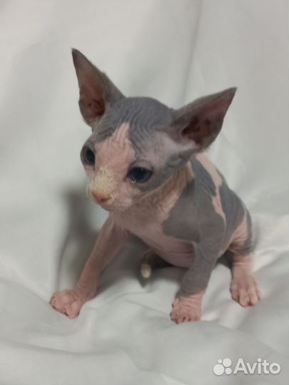 Канадский сфинкс