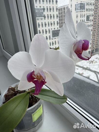 Орхидея фаленопсис