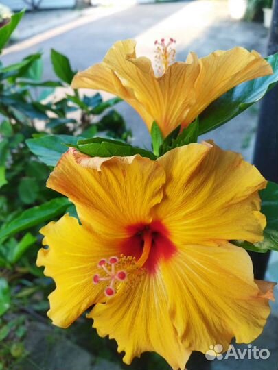 Гибискус китайская роза