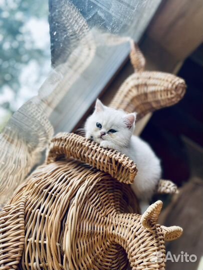 Котенок малышка серебристая шиншилла