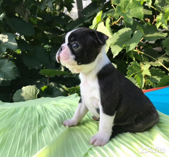 Бостон Терьер