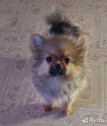 Шпиц мини девочка