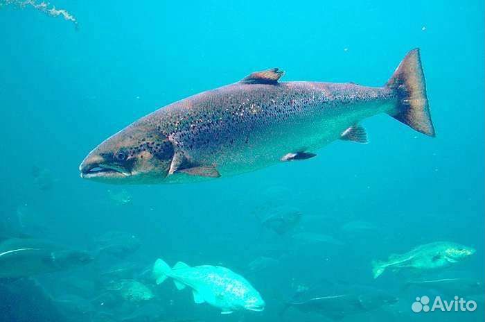 Сёмга дичка