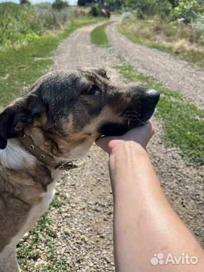 Собака ласковая 4 года в хорошие руки стерильна