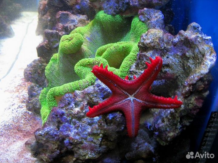 Обслуживание аквариумов морских и пресноводных