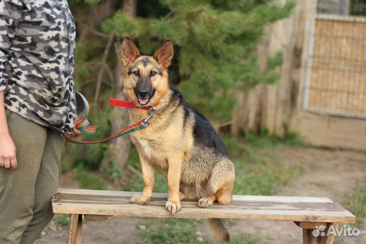 Корги-овчарка Ляля, маленькая ласкушка, в дар