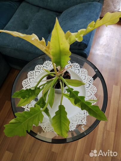 Цветы домашние в горшках