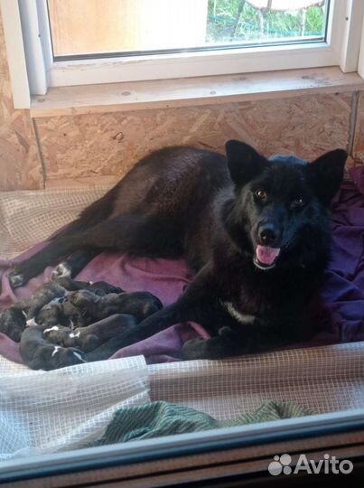 Хотим Домой, одна девочка